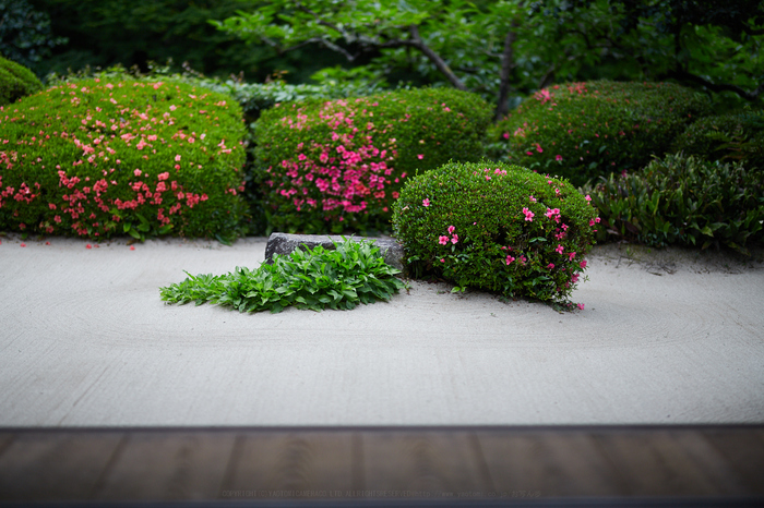 京都 詩仙堂のサツキ 2019 ／ SIGMA 85mm F1.4 DG HSM | Art - お写ん歩